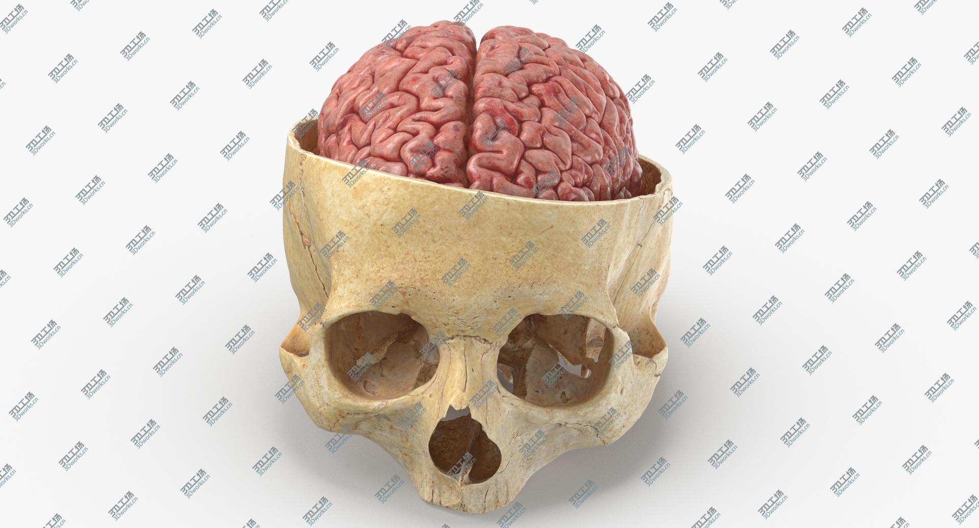 images/goods_img/202104023/Real Human Skull Cranial 02 Cut With Brain Inside 3D/4.jpg